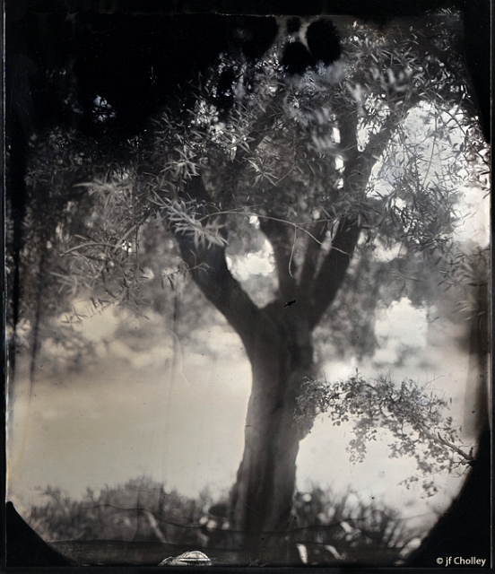 ret8x10 arbre.jpg - ferrotype